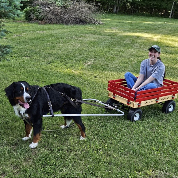 Brutus is LIVE! ❤️❤️ - Picture 4 of 4